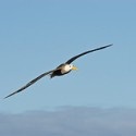 Albatross on the Horizon : Ranting about global warming