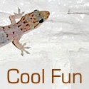 Random Good Stuff : Fun Weird Cool Bizarre Video Games