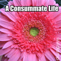 A Consummate Life : 