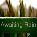Awaiting Rain : 