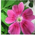 Ann's Air Gardens : 