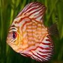 Fresh Water : Tropical Fish