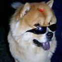 Dog Lover : Dog Lover