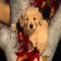 All about dogs : 
