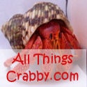 All Things Crabby : Land Hermit Crabs