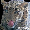 Of Cats : A blog about everything feline!