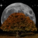 The Sacred Oak : Where magick is made