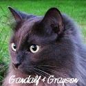 It's All About Meow : The World According to Gandalf & Grayson-A Pictures Worth a Thousand Meows