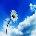 Click on Drop : 