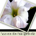 ezrah photographs & scraps : Yeah, I'm just an amateur!