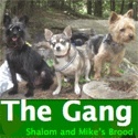 The Gang : Our Brood of Pets