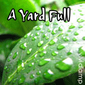 A Yard Full : Plants & Roses & Vegetables