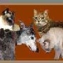 Camie's Kitties : 