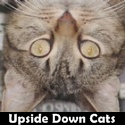 Upside Down Cats : Zen and the Art of Belly Fur