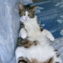 Funny Cats : 