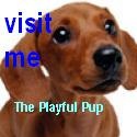 The Playful Pup : 