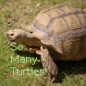 So Many Turtles : So Little Time for All Things Turtle