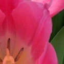 Tulip's Treasure Box : 