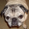 The Puggery Snuggery : For Pug Lovers, Those in Pug Rescue, And For Pug Charities