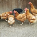 A Smallholders Diary : Diary of Smallholder
