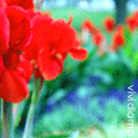Lisgold : lisgold