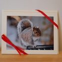 Come into the Squirrel's Nest : Please leave a nut for the squirrel!