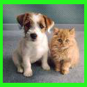 Pets and animals : 