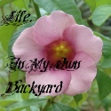 Life, In My Own Backyard : Life Musings