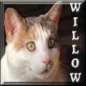 Willow's Cat Blog : 