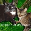 Life From A Cat's Perspective : Blogging Cats