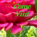 Come Sit on My Patio : My Personal Yard/Home Transformation Journey :)