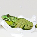 Frogs in my Formula : Is this really my life?