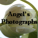 Angel's Photographs : 