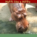 HaPPi like a HiPPo : Bangkok Insider