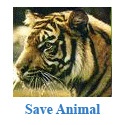 Indonesia Animal : Indonesia Animal