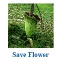 Indonesia Flower : Indonesia Flower