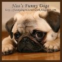 Funny Dogs  : Dogs, puppy, pets, animals, videos