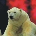 Bear, Diah and Pasha : 
