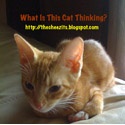 The Cheezits : Two Cute Kittehs, Taking Over the World One Human at a Time