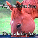 Ang.'s Chicken Coop : A View of The World from The Coop.