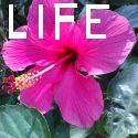*Paint Your Life* : I'm a learner