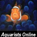 Aquarists Online : Saltwater Aquariums For Beginners