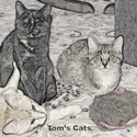 Tom's Cats : If cats looked like frogs