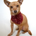 1+1=ONE : Fun Fashion for Furry Friends