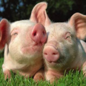 Live Life Veg : Everything but the meat!