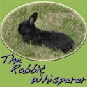 The Rabbit Whisperer : A Site Dedicated to Help You Train, Play, and Communicate With Your Bunny!