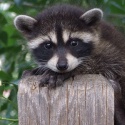 Little. Odd. Me. : Photography by Lori Mackay