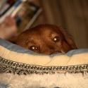 Pawesome : 