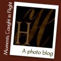 Moments Caught in Flight : A photo blog