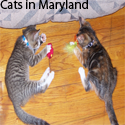 Cats in Maryland : two kittens, tons of fun!